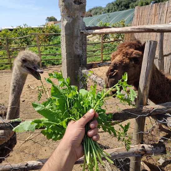 Nourrir les animaux