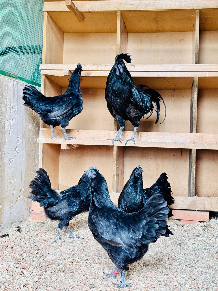 Poule Ayam Cemani