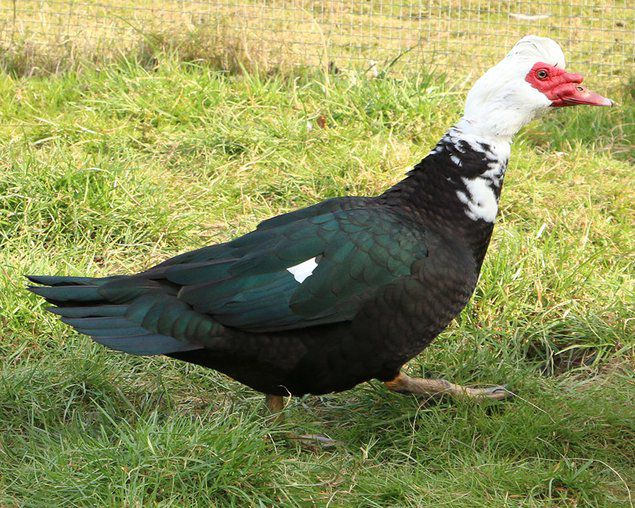 Canard de Barbarie