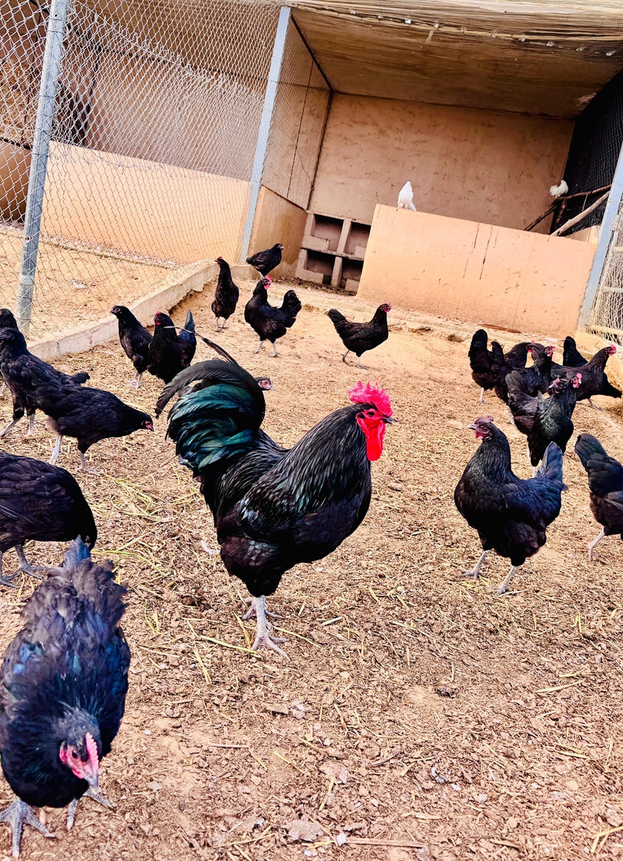 Poule Australorp