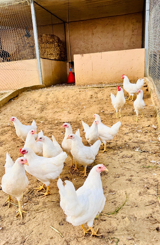 Poule Leghorn Blanc