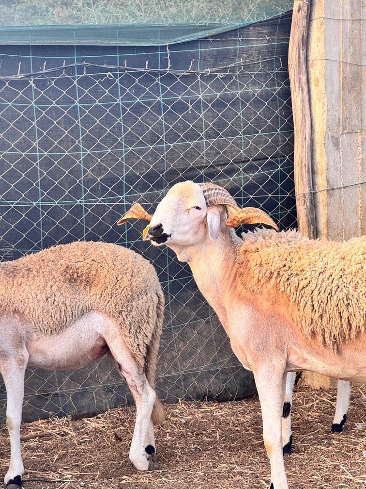 Mouton Sardi