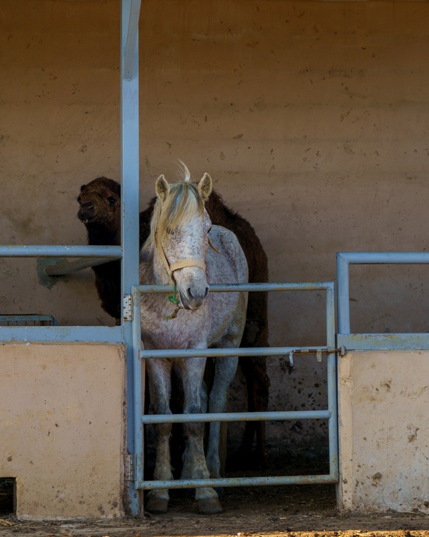 Cheval Berbère